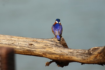 A malachite Kingfisher in Tanzania