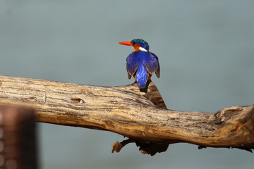 A malachite Kingfisher in Tanzania