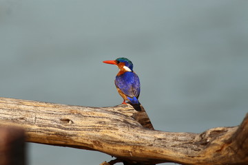 A malachite Kingfisher in Tanzania