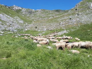 Fototapeta premium Herd of sheeps in the valley