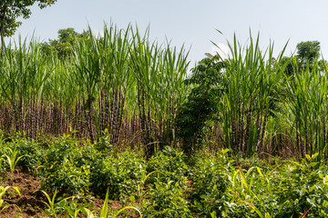 Sugarcane