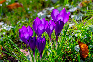 crocus in spring