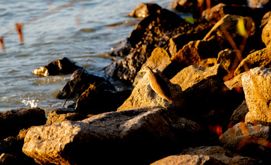Javan Pond-Heron, who were looking for food in the sea in the evening, Thailand