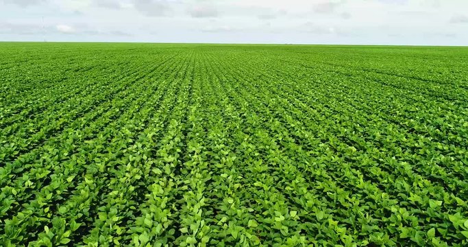 Aerial image, agriculture, close up of a soybean field in the middle of the product growth cycle. Soy in the wind on a summer day