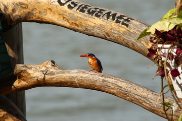 A malachite Kingfisher in Tanzania