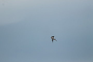 A pied Kingfisher in Tanzania