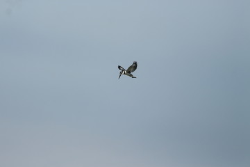 A pied Kingfisher in Tanzania