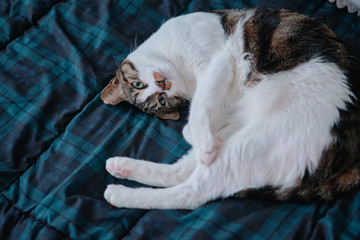 gray cat with green eyes at home