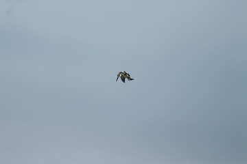 A pied Kingfisher in Tanzania