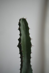 green cactus in front of white wall