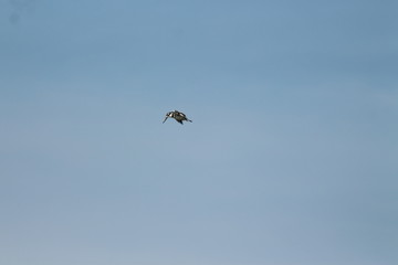 A pied Kingfisher in Tanzania