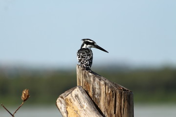 A pied Kingfisher in Tanzania