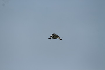 A pied Kingfisher in Tanzania