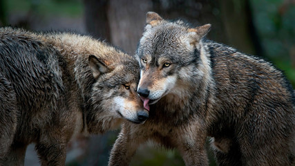 Les loup gris © Patrick J.