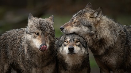 Les loup gris