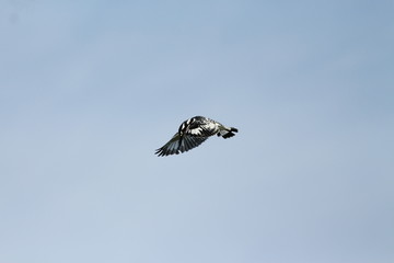 A pied Kingfisher in Tanzania