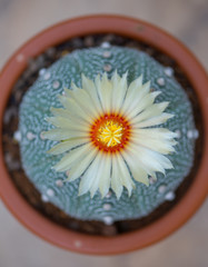 Astrophytum asterias 