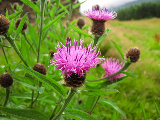 Pink Thistle on the Edge of an Irish Field, Hills and Fog in the Background