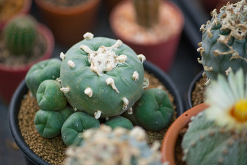 Lophophora sp. cactus in flower pot