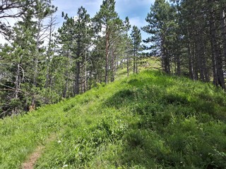 Hiking path in the forest