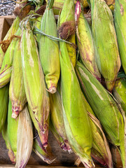 Fresh raw sweet corn in green peel.