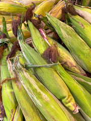 Fresh raw sweet corn in green peel.