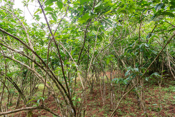 Coffee plants