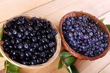 Blueberry harvest. Different varieties - Vaccinium corymbosum and Vaccinium uliginosum.