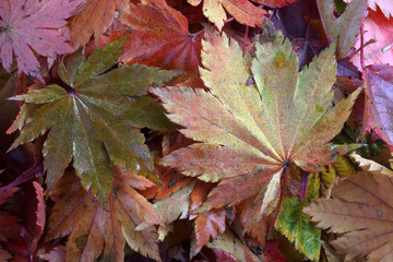 Autumn leaves background