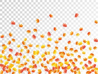 Maple leaves vector illustration, autumn foliage on transparent background.