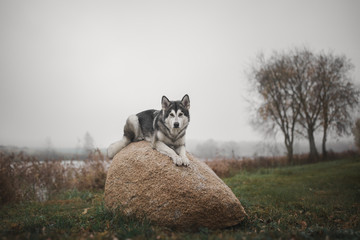 Fototapeta premium Alaskan Malamute dog on a stone