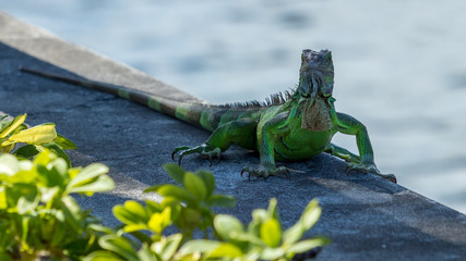 The Iguana in Florida