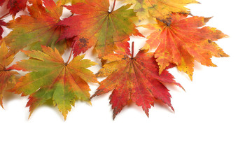 Naklejka na ściany i meble Multicolor autumn maple leaves