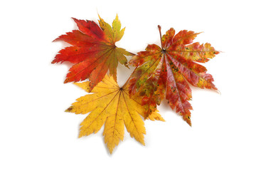 Multicolor autumn maple leaves