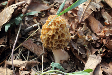 Growing morel