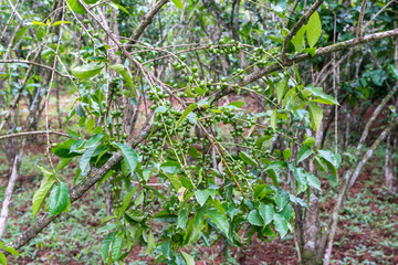 Immature green coffee cherries