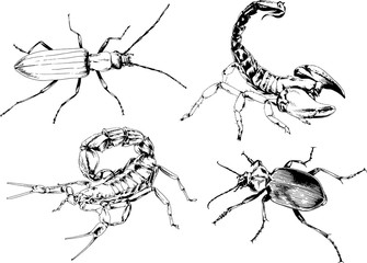 vector drawings sketches different insects bugs Scorpions spiders drawn in ink by hand , objects with no background