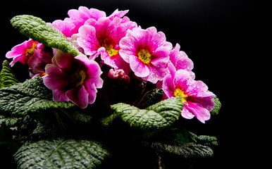 Studio photographie of isolated illuminated wet pink and white flower blossoms with rain drops, black background, copy space for text - primrose, primula acaulis