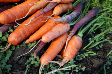 Carrots harvest on field. Different carrot varieties - orange and violet