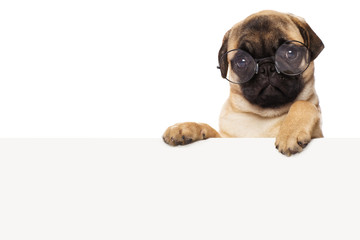 Pug puppy wearing glasses with a sheet of white paper