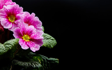 Studio photographie of isolated illuminated wet pink and white flower blossoms with rain drops, black background, copy space for text - primrose, primula acaulis (selective focus)