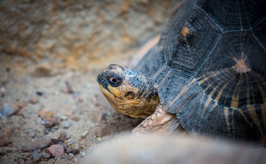 Obraz premium turtle on grass in zoo dvur kralove