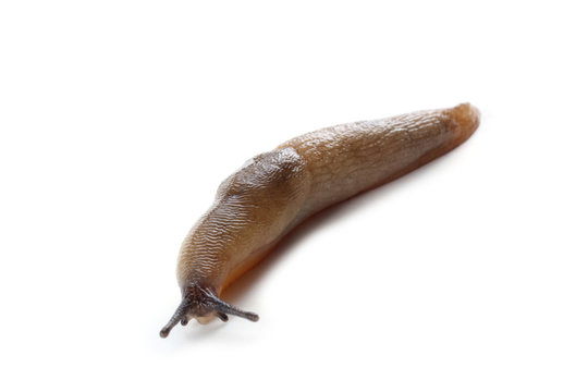 Slug Isolated On White