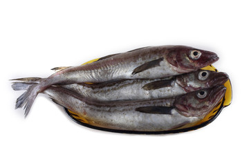 Alaska pollock