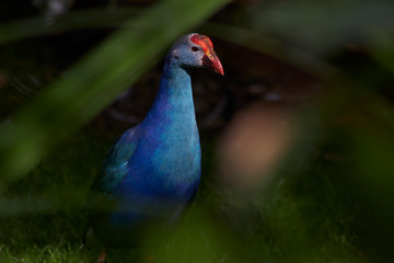 Bleu