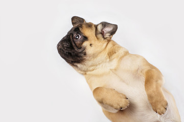 Obraz premium Pug puppy on a white background