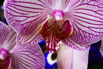 Makro closeup of isolated pink and white orchid blossom (selective focus on tip of lip)