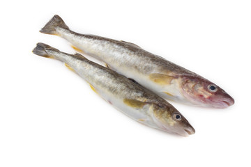 Saffron cod isolated on white