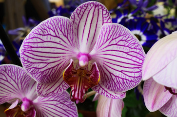 Makro closeup of isolated pink and white orchid blossom, blurred blue cineraria flowers background...