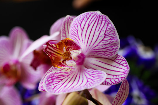 Labellum Color Labellum bilder – Bläddra bland 1,293 stockfoton, vektorer och videor ...